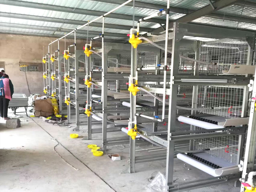 肉鸡笼养设备施工现场
